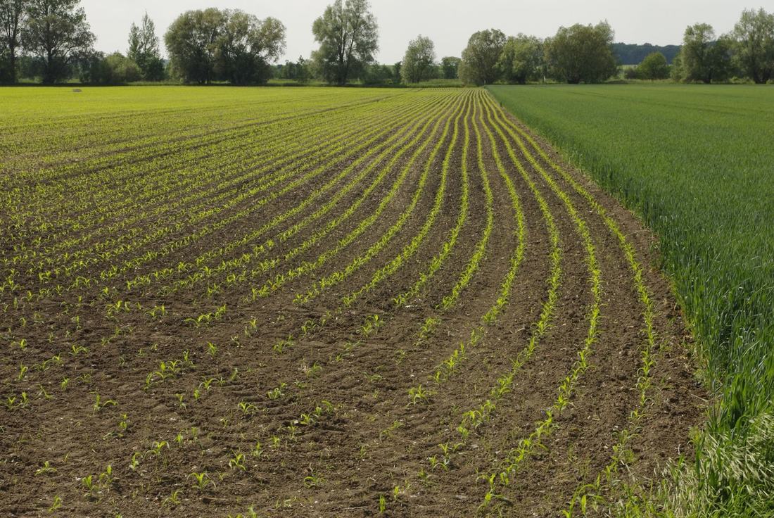 Rzędy wschodzącego zboża ozimego na jesiennym polu